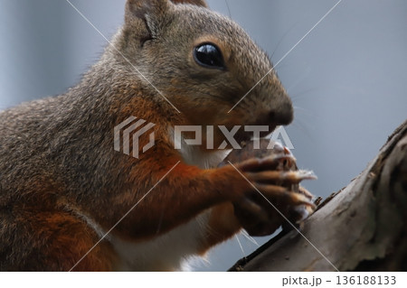 二ホンリス　japanese squirrel 136188133