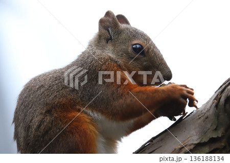 二ホンリス　japanese squirrel 136188134