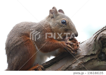 二ホンリス　japanese squirrel 136188135