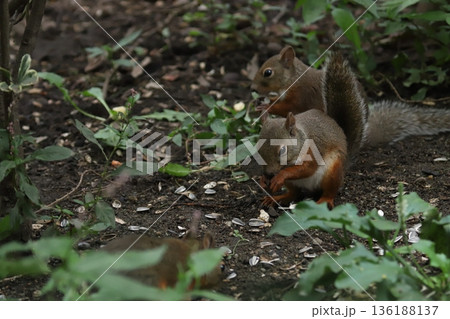 二ホンリス japanese squirrel 二ホンリス japanese squirrel 136188137