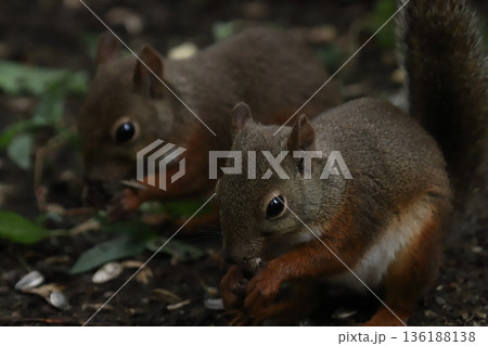 二ホンリス japanese squirrel 二ホンリス japanese squirrel 136188138