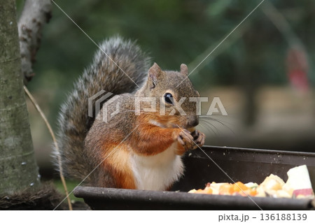 二ホンリス japanese squirrel 二ホンリス japanese squirrel 136188139