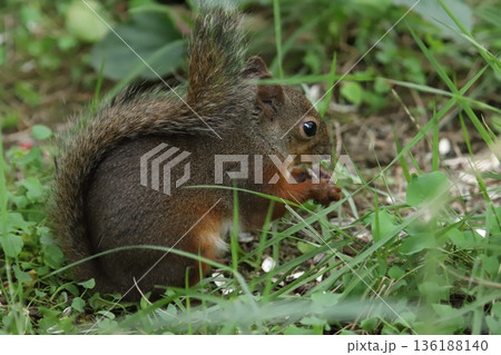 二ホンリス　japanese squirrel 136188140
