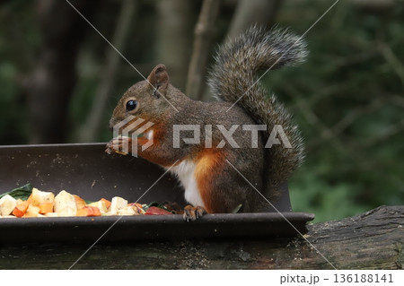 二ホンリス　japanese squirrel 136188141