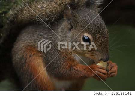 二ホンリス　japanese squirrel 136188142