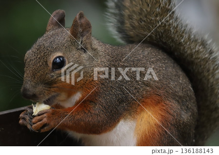 二ホンリス japanese squirrel 二ホンリス japanese squirrel 136188143