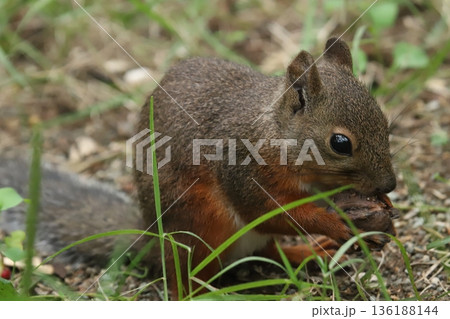 二ホンリス　japanese squirrel 136188144