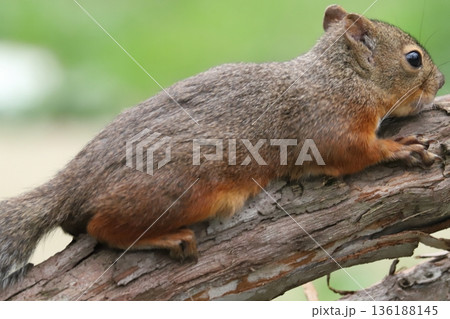 二ホンリス　japanese squirrel 136188145