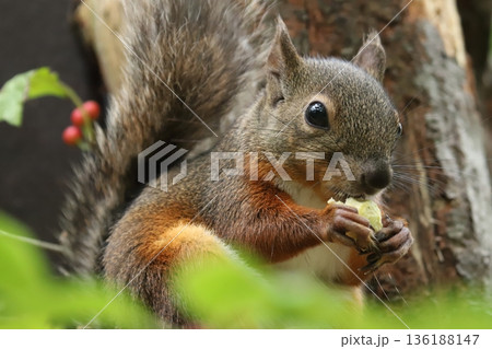 二ホンリス　japanese squirrel 136188147