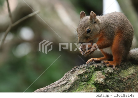 二ホンリス　japanese squirrel 136188148