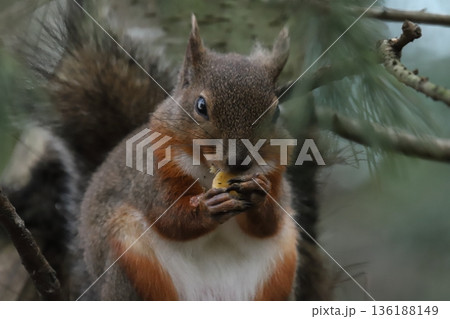 二ホンリス　japanese squirrel 136188149