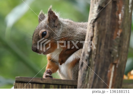 二ホンリス　japanese squirrel 136188151