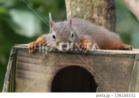 二ホンリス japanese squirrel 二ホンリス japanese squirrel 136188152