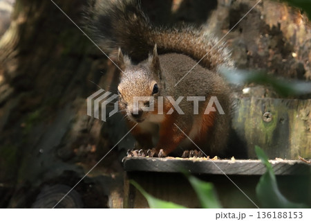 二ホンリス　japanese squirrel 136188153