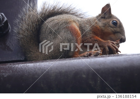 二ホンリス　japanese squirrel 136188154