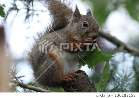 二ホンリス　japanese squirrel 136188155
