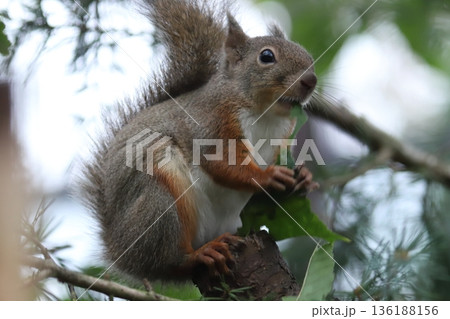 二ホンリス　japanese squirrel 136188156