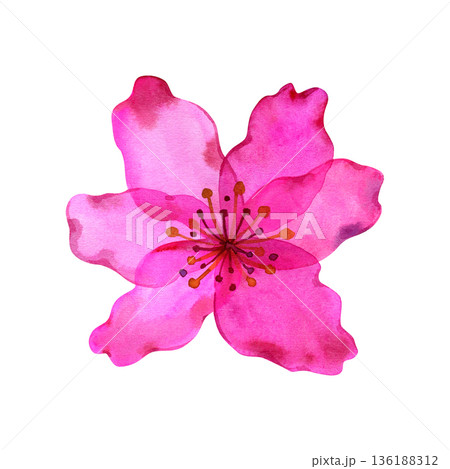 Vibrant pink watercolor flower with delicate translucent petals and detailed stamens. Elegant botanical illustration for spring designs, romantic wedding invitations, and artistic patterns. 136188312