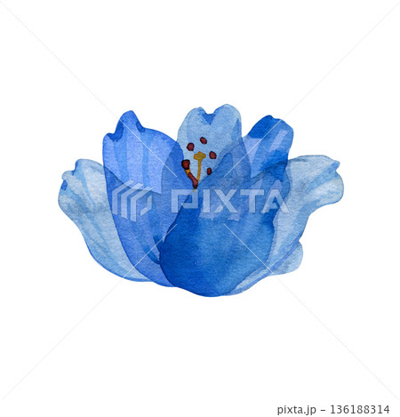 Hand painted watercolor blue flower with detailed stamens. Elegant botanical illustration for spring designs, wedding invitations, and patterns. Delicate petals and vibrant blue tones. 136188314