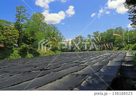 大王わさび農場（安曇野） 136188525