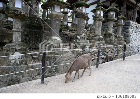 春日大社　奈良県　奈良市　春日野町 136188685
