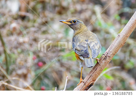 アカハラの背面 136188785