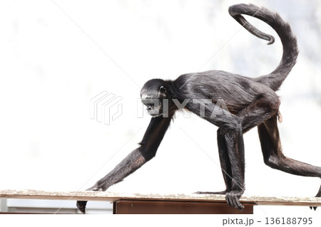 クモザル　spider monkey 136188795