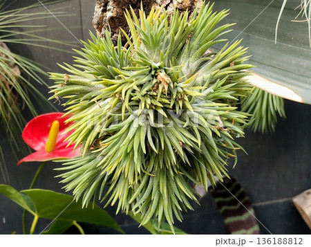 チランジア 136188812