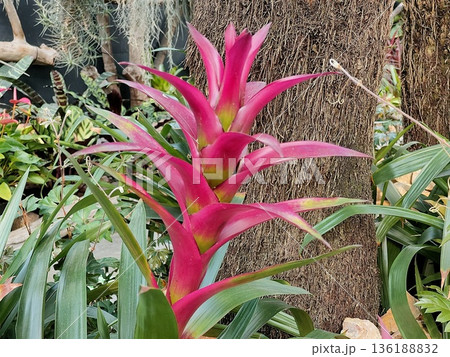 グズマニアの花 グズマニアの花 136188832