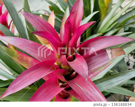 グズマニアの花 136188834