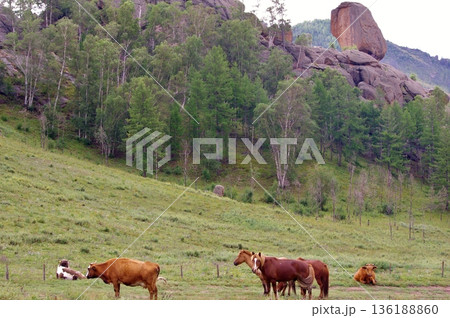 モンゴル アリヤバル寺院 草原のモウコノウマと牛 モンゴル アリヤバル寺院 草原のモウコノウマと牛 136188860