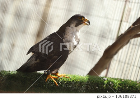 ハヤブサ　peregrine falcon 136188873