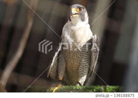 ハヤブサ　peregrine falcon 136188875