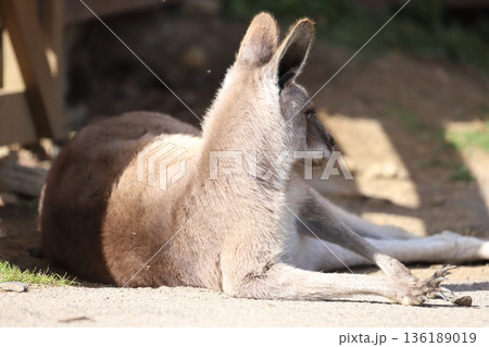 カンガルー kangaroo カンガルー kangaroo 136189019