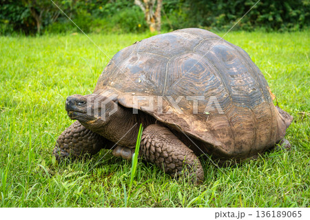 Galapagos giant tortoise walking on the grass of Santa Cruz island, Ecuador 136189065