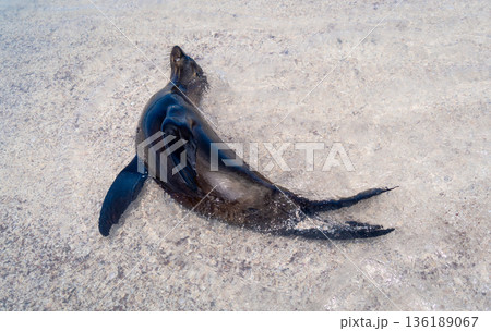 A sea lion swimming in the clear waters of Playa Baquerizo 136189067