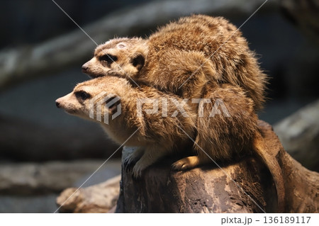 ミーアキャット　meerkat 136189117