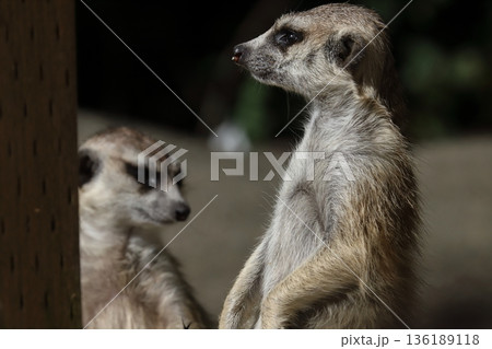 ミーアキャット　meerkat 136189118