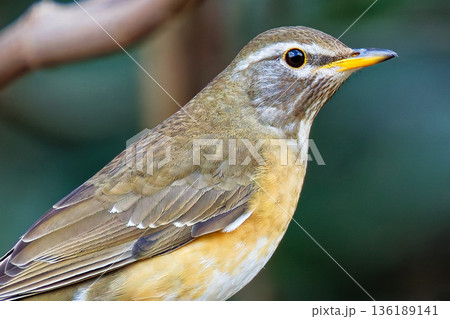 珍鳥マミチャジナイのクローズアップ 136189141