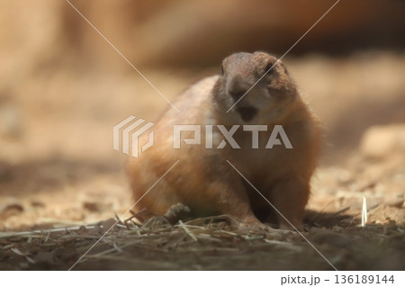 プレーリードッグ prairie dog プレーリードッグ prairie dog 136189144