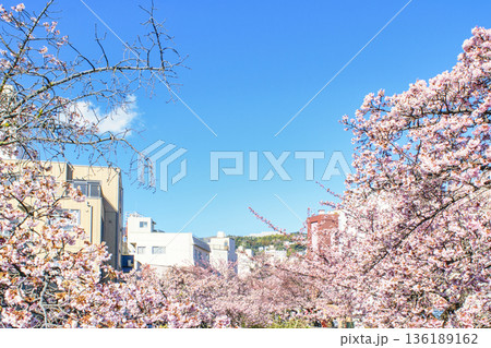 静岡県熱海市　あたみ桜　糸川遊歩道　2月上旬 136189162
