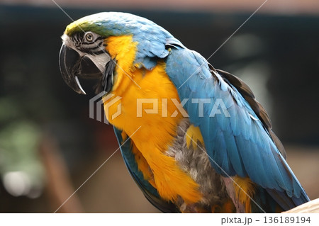 コンゴウインコ macaw, parrot コンゴウインコ macaw, parrot 136189194