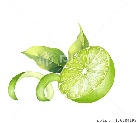 Hand drawn illustration of fresh green lime half with leaves and zest peel on white background. Botanical citrus element for food packaging, menu design, kitchen decor and stationery design Hand drawn illustration of fresh green lime half with leaves and zest peel on white background. Botanical citrus element for food packaging, menu design, kitchen decor and stationery design 136189195