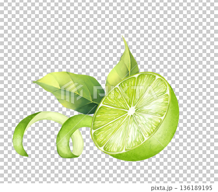 Hand drawn illustration of fresh green lime half with leaves and zest peel on white background. Botanical citrus element for food packaging, menu design, kitchen decor and stationery design Hand drawn illustration of fresh green lime half with leaves and zest peel on white background. Botanical citrus element for food packaging, menu design, kitchen decor and stationery design 136189195