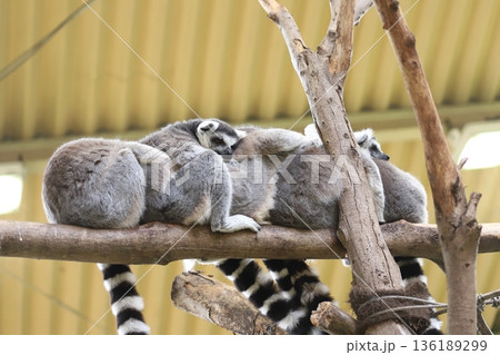 ワオキツネザル　ring-tailed lemur, 136189299