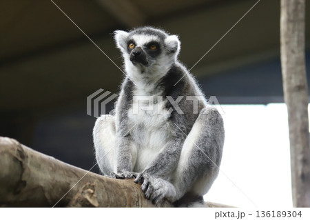 ワオキツネザル ring-tailed lemur, ワオキツネザル ring-tailed lemur, 136189304