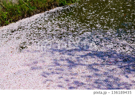 水面に浮かぶ桜の花びら 花筏【京都市 哲学の道】 136189435