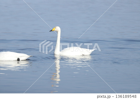 白鳥 swan 白鳥 swan 136189548