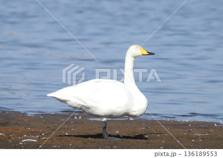 白鳥　swan 136189553