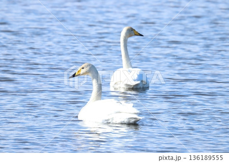 白鳥 swan 白鳥 swan 136189555